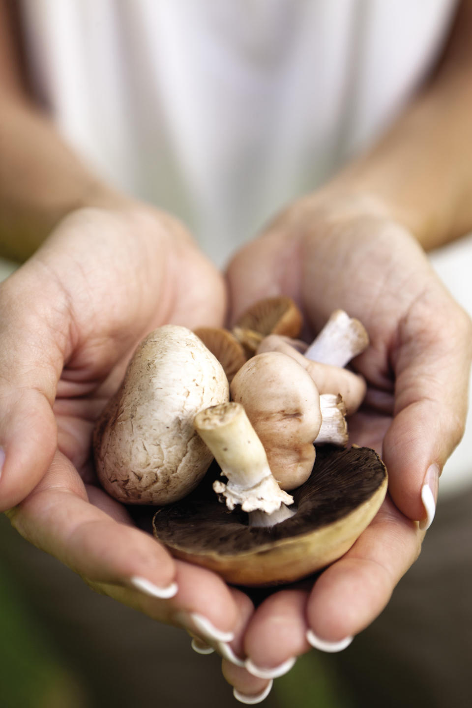 This undated image released by Four Seasons Resort Vail shows various mushrooms gathered in Vail, Colo. For $200 a person, the Four Seasons Resort Vail provides guided expeditions in luxury SUVs to look for mushrooms. The Mushrooms & Mercedes program includes a lunchtime break with wine, cheese and prosciutto, and ends with a three-course mushroom-themed meal back at the hotel. (AP Photo/Four Seasons Resort Vail, Don Riddle)