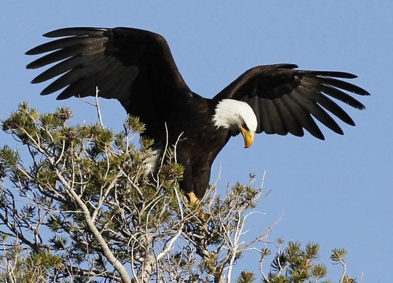 A bald eagle takes off as U.S. marathon runner Meb Keflezighi (not pictured) trains for the London 2012 Olympics in Mammoth Lakes, California May 29, 2012.  REUTERS/Lucy Nicholson  