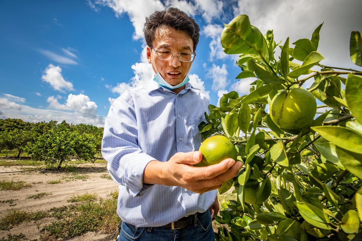 Nian Wang, a professor of microbiology and cell science at the UF/IFAS Citrus Research and Education Center examines a Hamlin orange with canker spots in one of their research groves in Lake Alfred.