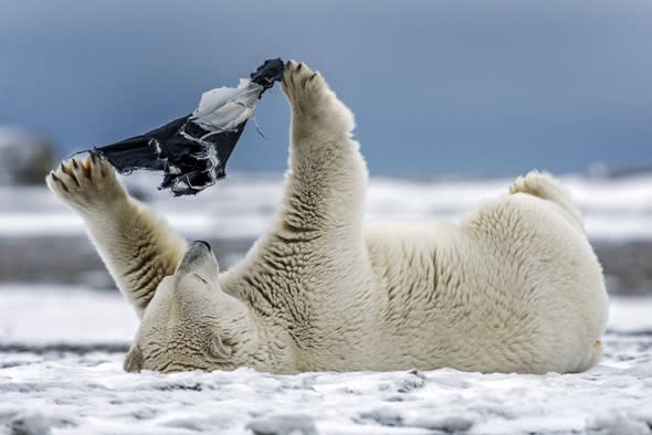 Pants! Polar bear plays with underwear in the Arctic