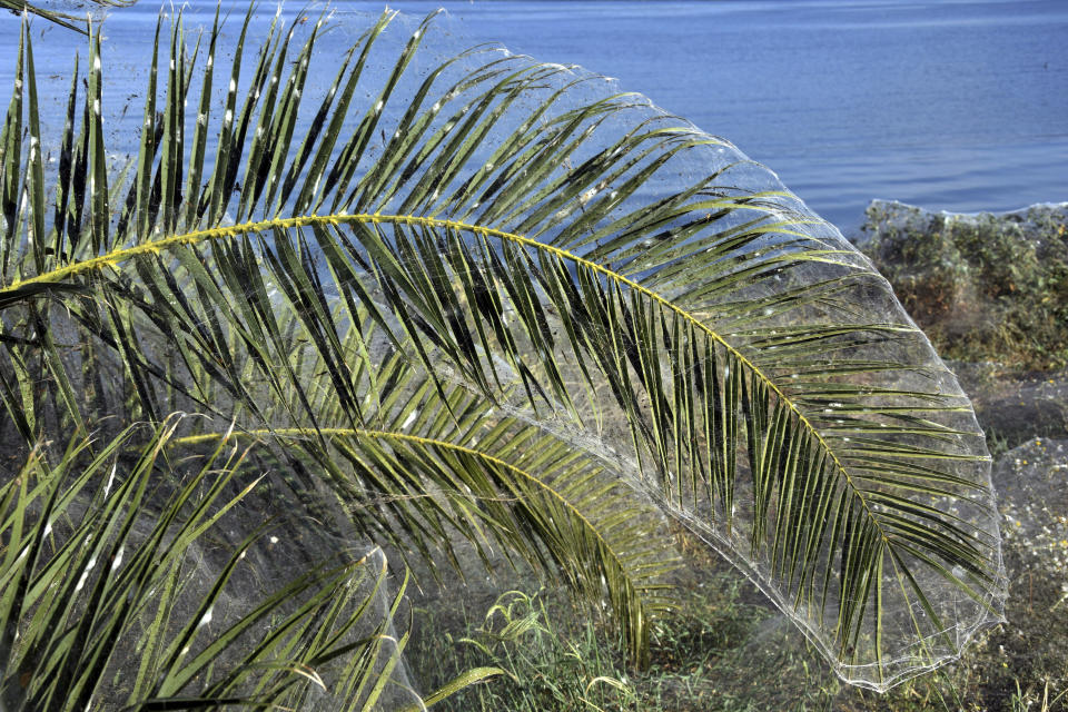 In this Wednesday, Sept. 18, 2018 photo, palm fronds on a beach at Aitoliko, in western Greece, are covered in thick spiders' webs. It's not quite the World Wide Web _ but the spiders of Aitoliko ihave made a good start. Spurred into overdrive by an explosion in populations of insects they eat, thousands of little spiders in the western town have spun a sticky white line extending for a few hundred meters along the shoreline. (AP Photo/Giannis Giannakopoulos.)