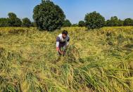 India's rice exports curbs to continue as weather dents output