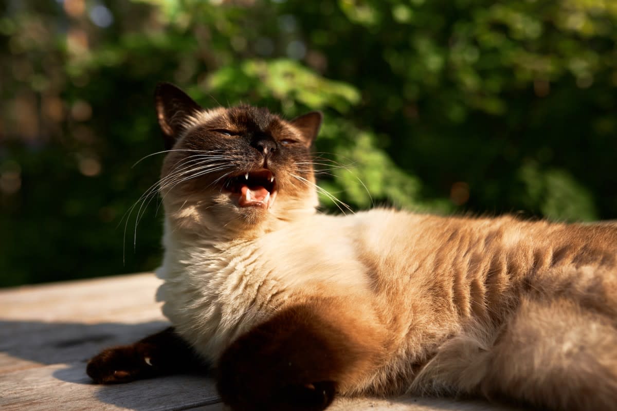 Firefighters Rescue Cat With Head Stuck in a Tire