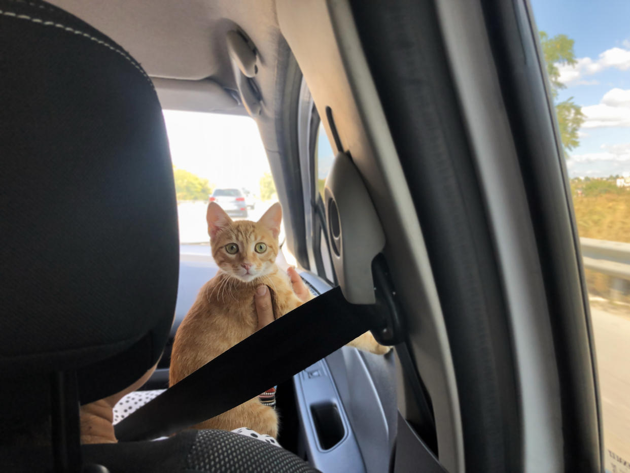 Die Katze einer Familie hatte sich unbemerkt mit auf den Road Trip geschlichen (Symbolbild: Getty Images)