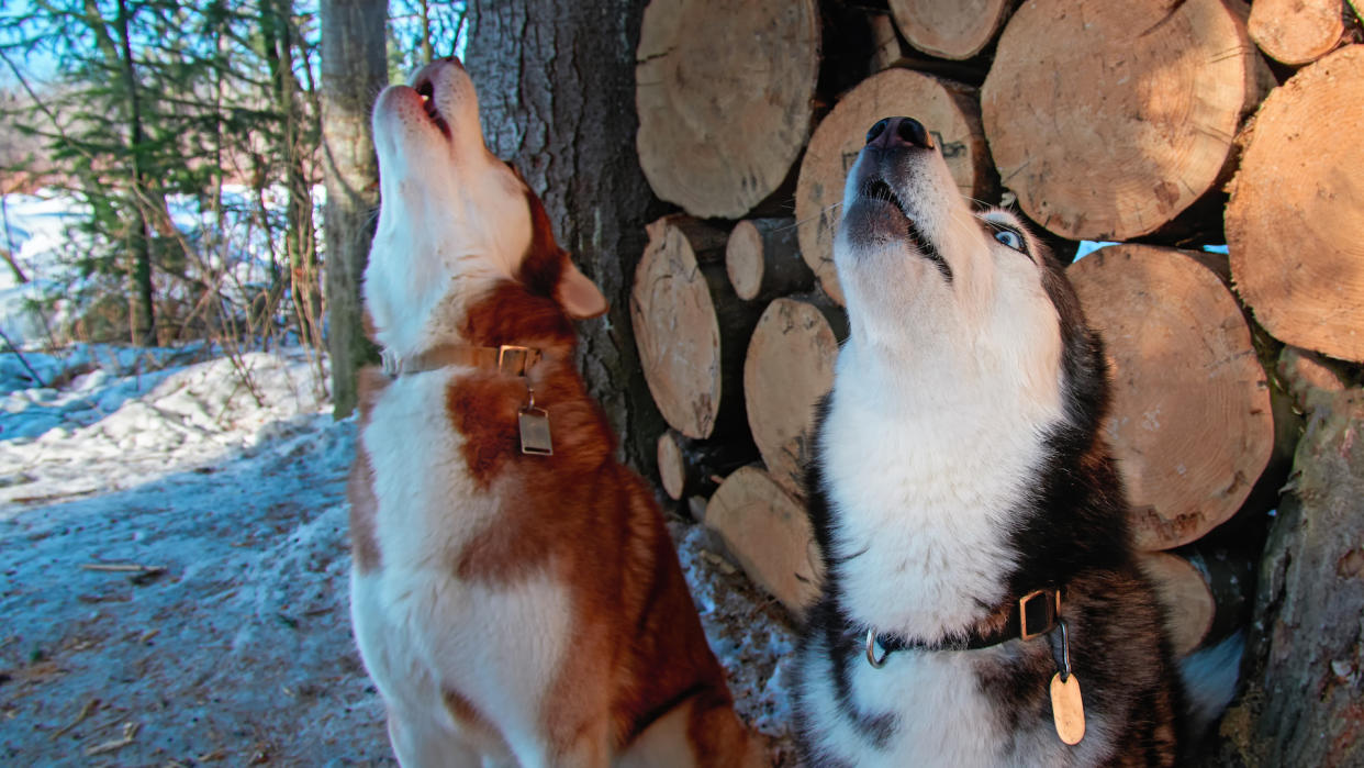 Two huskies howling by logpile on winter day