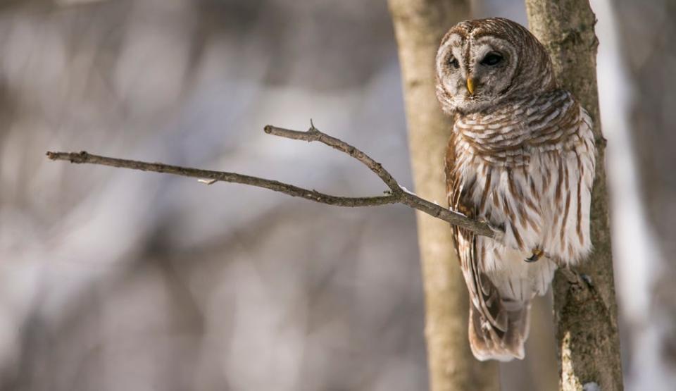 A barred owl, dubbed Shakespeare, sits in a tree at Eagle Creek Park a day after 9-10 inches of snow dumped onto the area, Indianapolis, Sunday, March 25, 2018. 