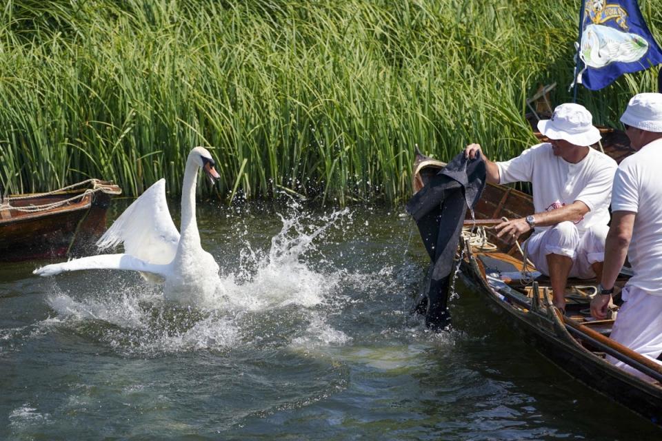 Swan Uppers check over a cygnet during the ancient tradition of Swan Upping (PA Archive)