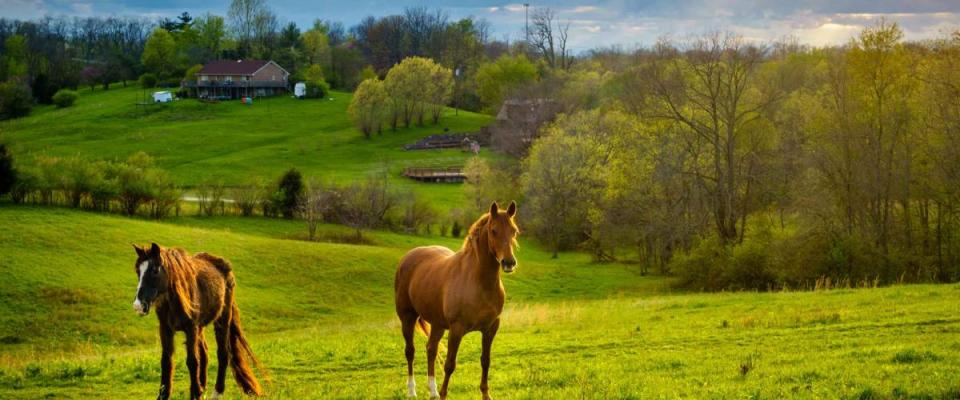 Beautiful chestnut horses on a farm in Central Kentucky at sunset