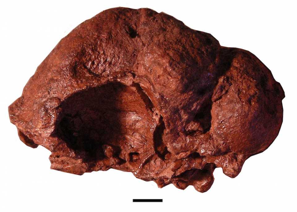 The left side of the domed <i>Triopticus primus</i> skull.