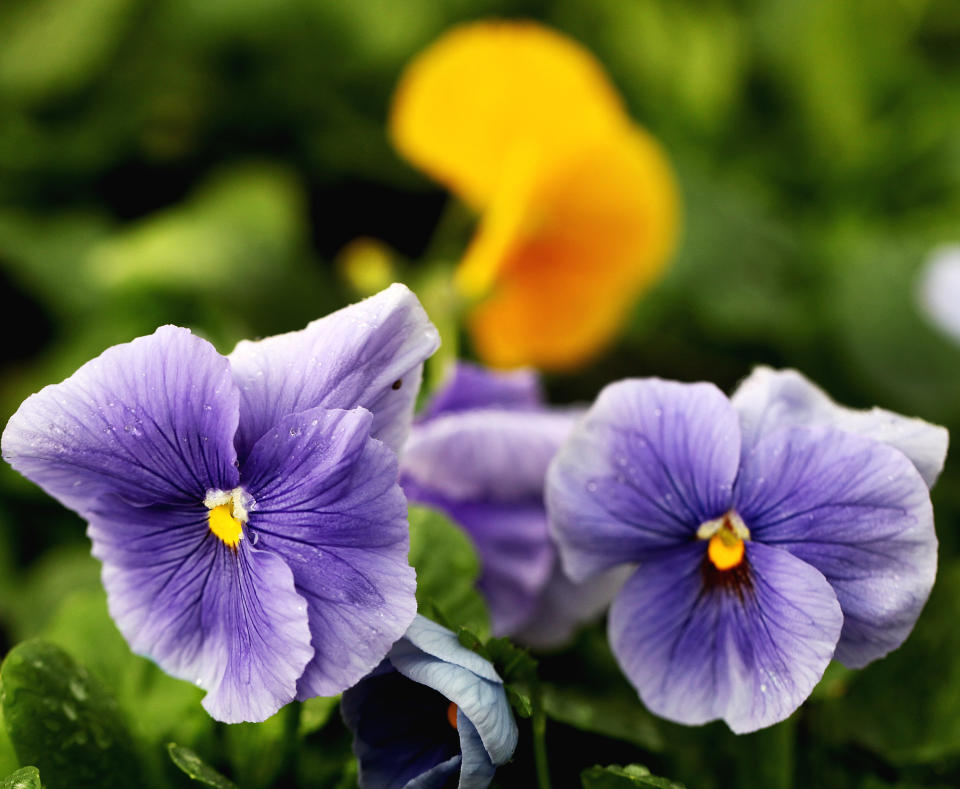 Vibrant Violas