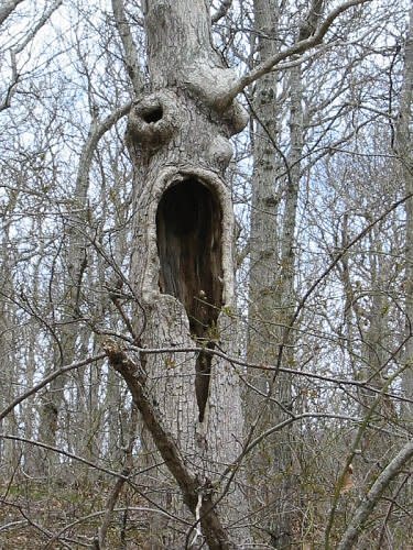 This terrifying screaming tree was captured in Hither Hills State Park, Montauk, New York. (Photo: brothergrimm/environmentalgraffiti.com)