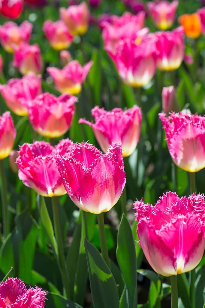 <p>Tulips signal spring's arrival—typically, they begin to emerge in March. While most feature a single flower, a few kinds can sprout up to four on one stem. Most varieties need lots of afternoon sunlight.</p><p><strong>Bloom seasons: </strong>Spring</p><p><a class="link " href="https://go.redirectingat.com?id=74968X1596630&url=https%3A%2F%2Fwww.homedepot.com%2Fp%2FVan-Zyverden-Tulips-Bulbs-Triumph-Mixture-Set-of-25-21595%2F302431191&sref=https%3A%2F%2Fwww.redbookmag.com%2Fhome%2Fg35661704%2Fbeautiful-flower-images%2F" rel="nofollow noopener" target="_blank" data-ylk="slk:SHOP TULIPS;elm:context_link;itc:0;sec:content-canvas">SHOP TULIPS</a></p>