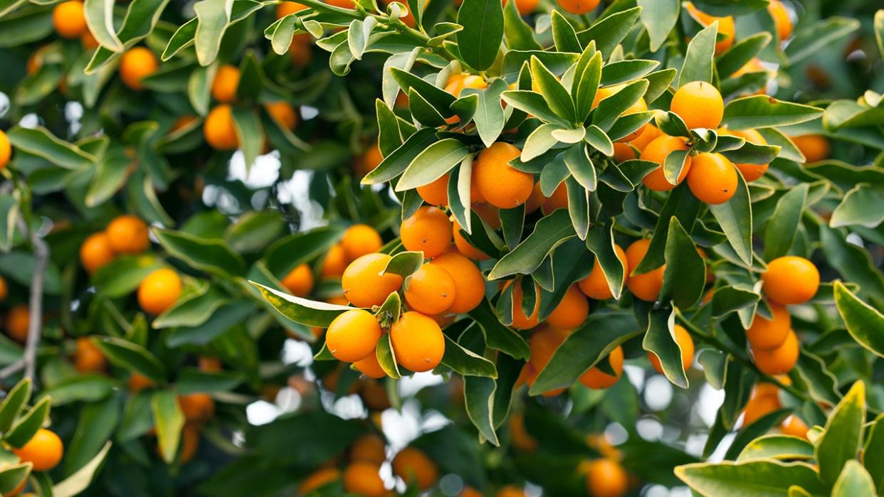 Kumquat