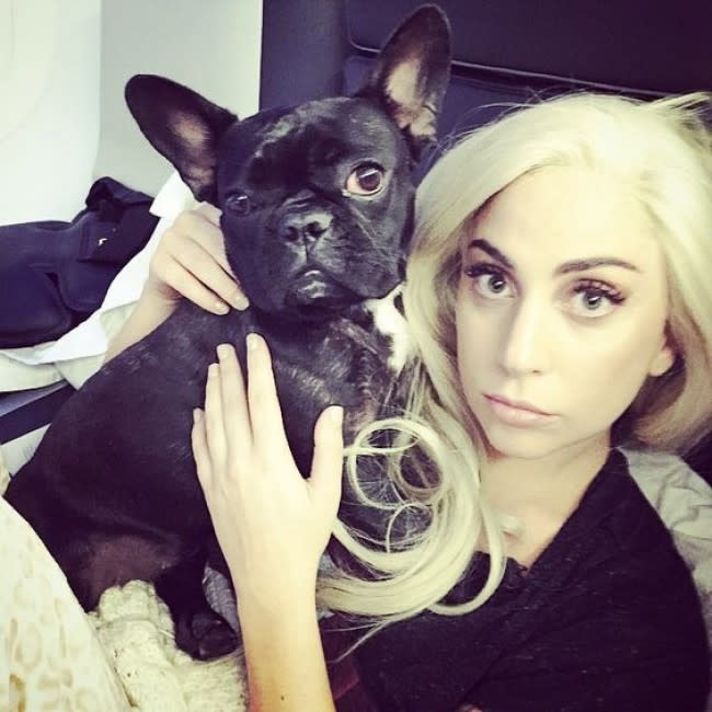 Lady Gaga con uno de sus tres bulldogs franceses credit:Bang Showbiz