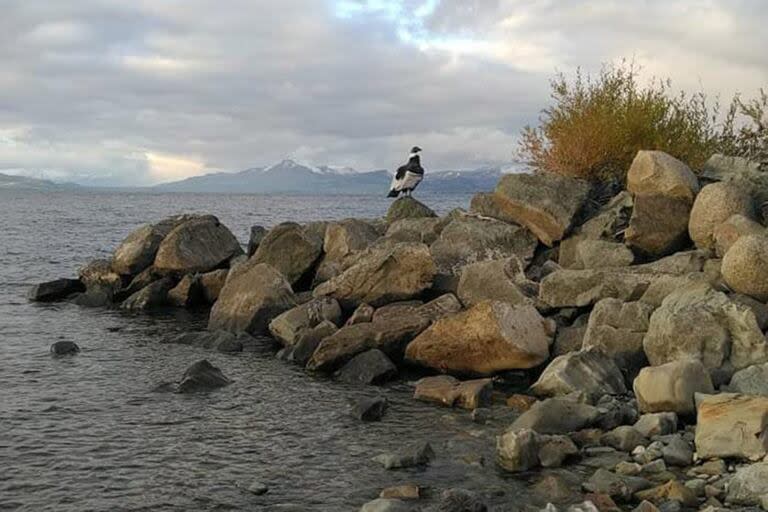 Anteayer a las 18 la División de Biología de la Conservación del área protegida recibió el aviso de la presencia de un cóndor en una playa sobre la avenida Bustillo