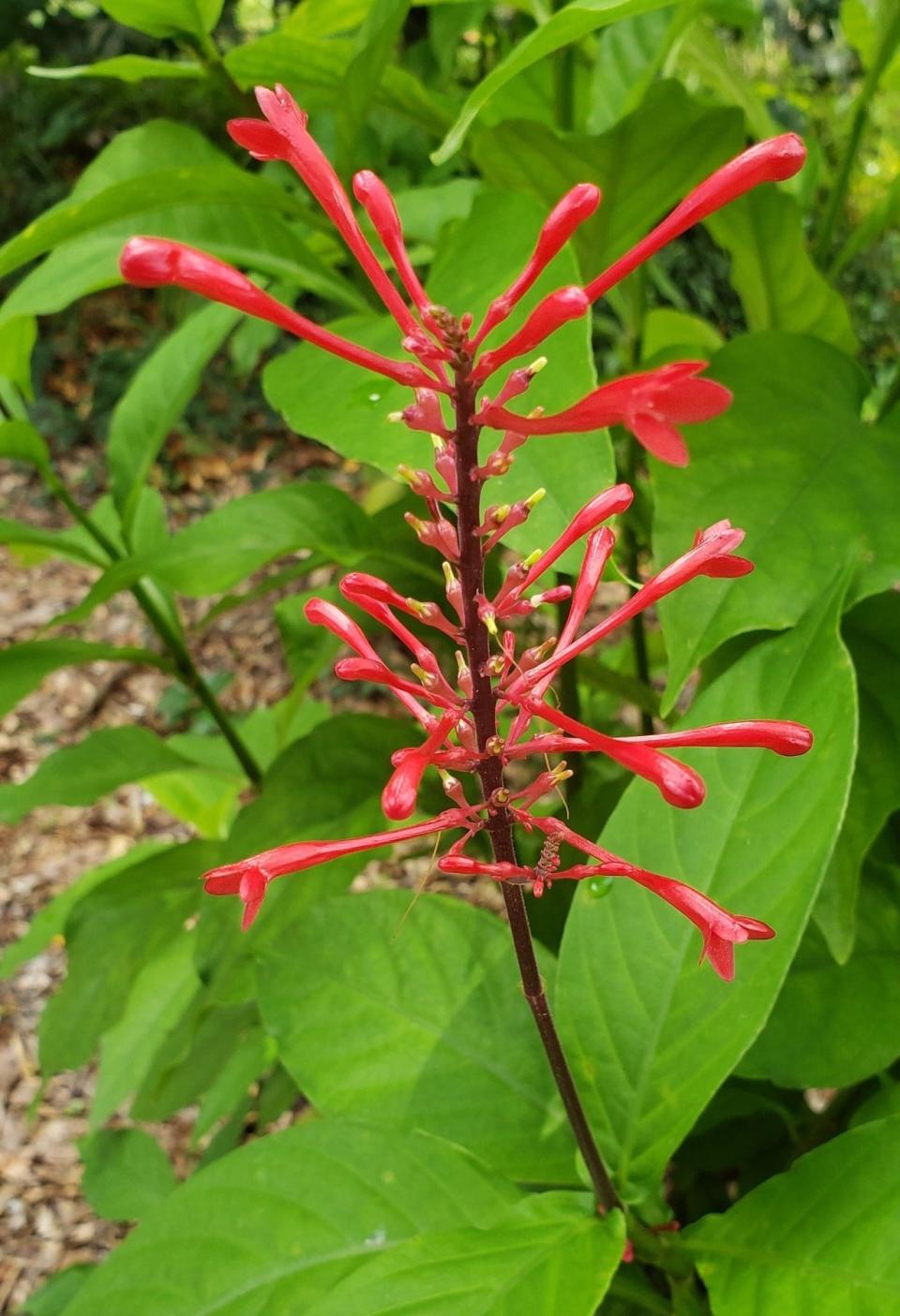 Firespike, or cardinal guard, is an herbaceous perennial that prefers partly shaded areas of your garden.