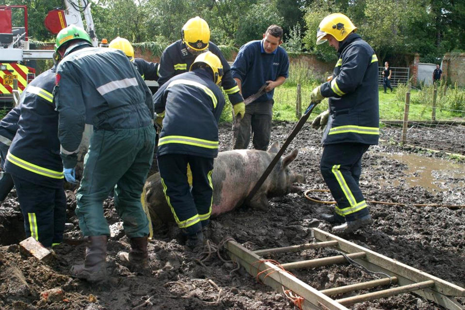 The image shows firefighters rescuing a pig that wedged itself down a drain close to the banks of the River Hamble, near Curbridge in Hampshire (PA)