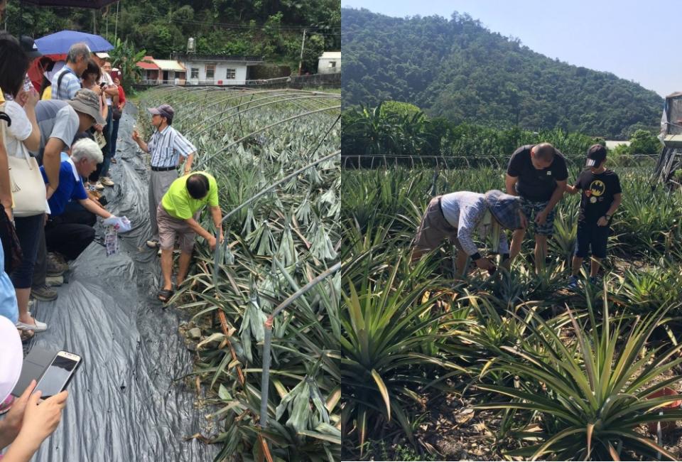 農夫解說鳳梨相關知識和示範如何採收。