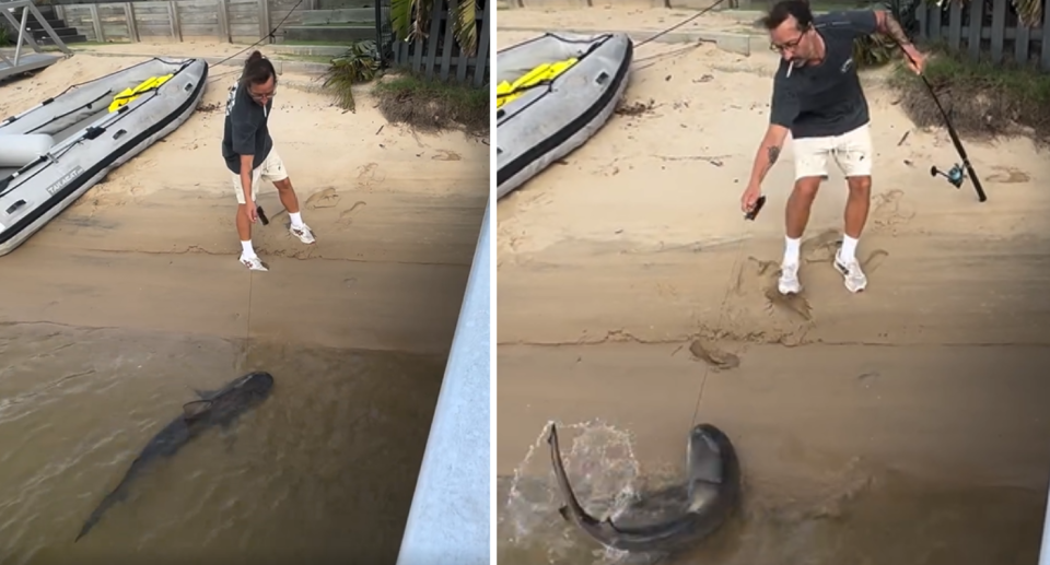 Fisherman pulling in shark at Tallebudgera Creek on the Gold Coast.