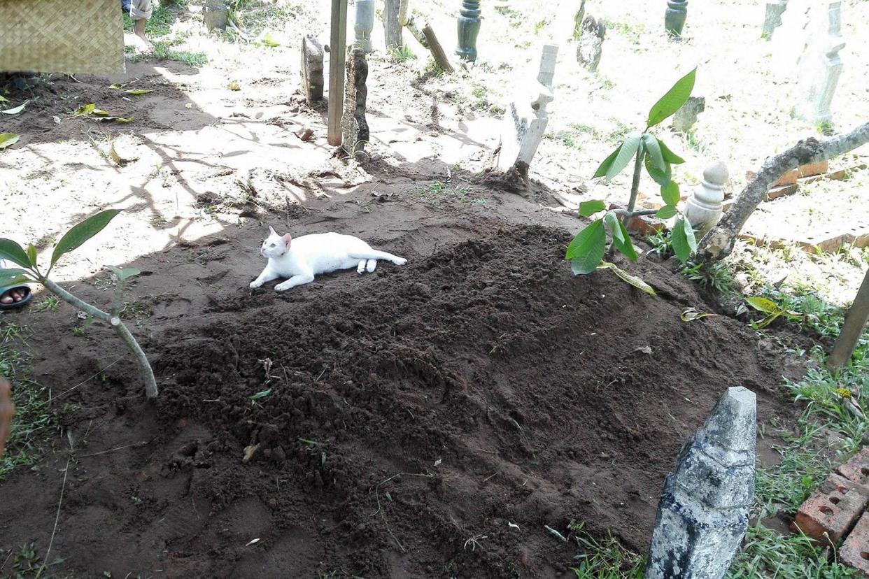 The cat would not leave the grave despite funeral-goers best efforts: Souffan CZ / Facebook