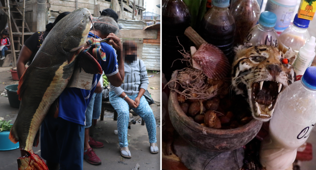 Photos showing a man carrying a fish on his back and a jaguar is displayed at the Belen market.