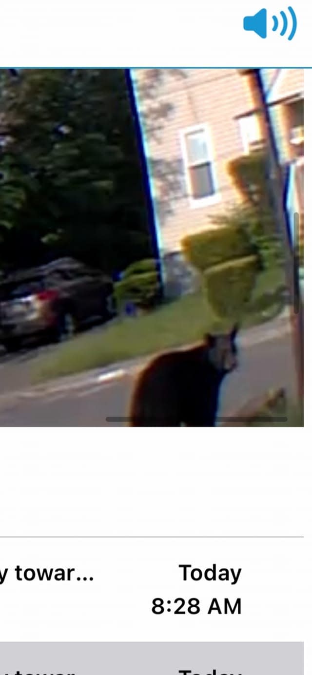 This surveillance photo capture caught a black bear cub walking up the driveway of the home of Deb Moore on Hope Street in Taunton on the morning of May 18, 2023.
