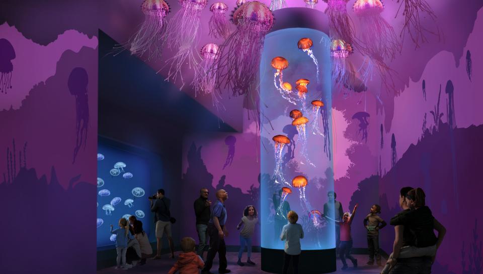 Guests at SeaWorld San Diego can explore three galleries where live jellyfish will be swimming about.