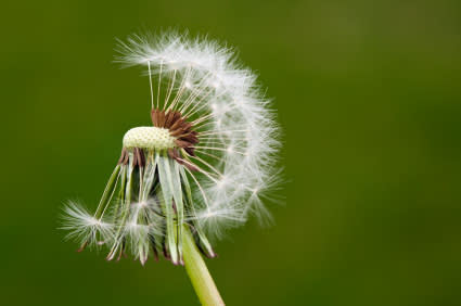 El diente del león es otra planta que ayuda a mantener una cabellera saludable / Foto: Thinkstock