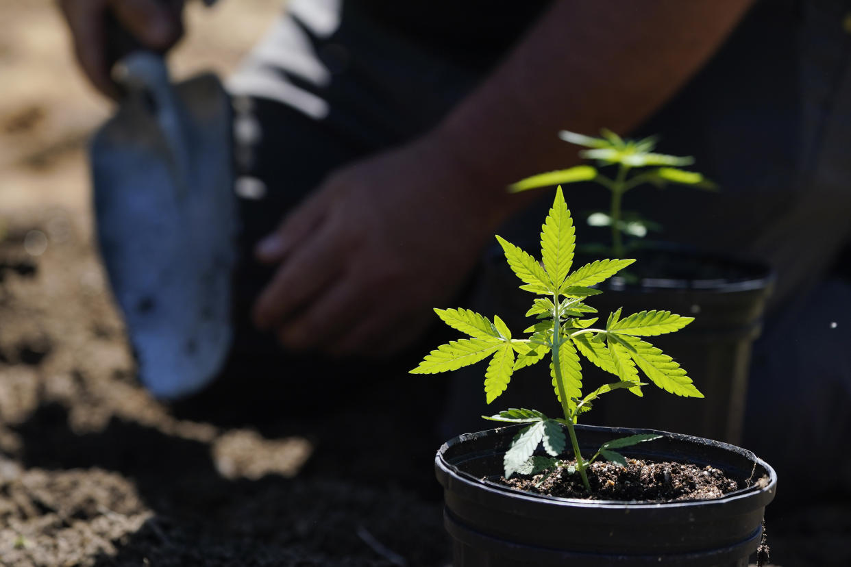 Marijuana plants for the adult recreational market are ready to be planted at Homestead Farms and Ranch in Clifton Park, N.Y., Friday, June 3, 2022. In a novel move, New York gave 203 hemp growers first shot at cultivating marijuana destined for legal sales, which could start by the end of the year. Big indoor growers are expected to join later. (AP Photo/Seth Wenig)