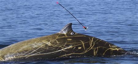 A tagging arrow detaches from its tag as scientists successfully tag the dorsal fin of an adult male Cuvier's beaked whale, in this undated handout photo obtained by Reuters on March 26, 2014. REUTERS/Erin A. Falcone/Cascadia Research/Handout