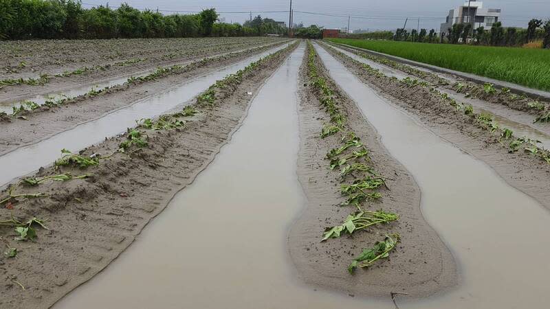 苗栗大雨  後龍鎮瓜田泡湯 苗栗縣24日上午降下大雨，雨勢下得又急又大，後龍 鎮水尾里多處瓜田排水不及，積水一度幾乎淹沒瓜 苗，瓜農心血恐付諸流水。 （民眾提供） 中央社記者管瑞平傳真  113年4月24日 