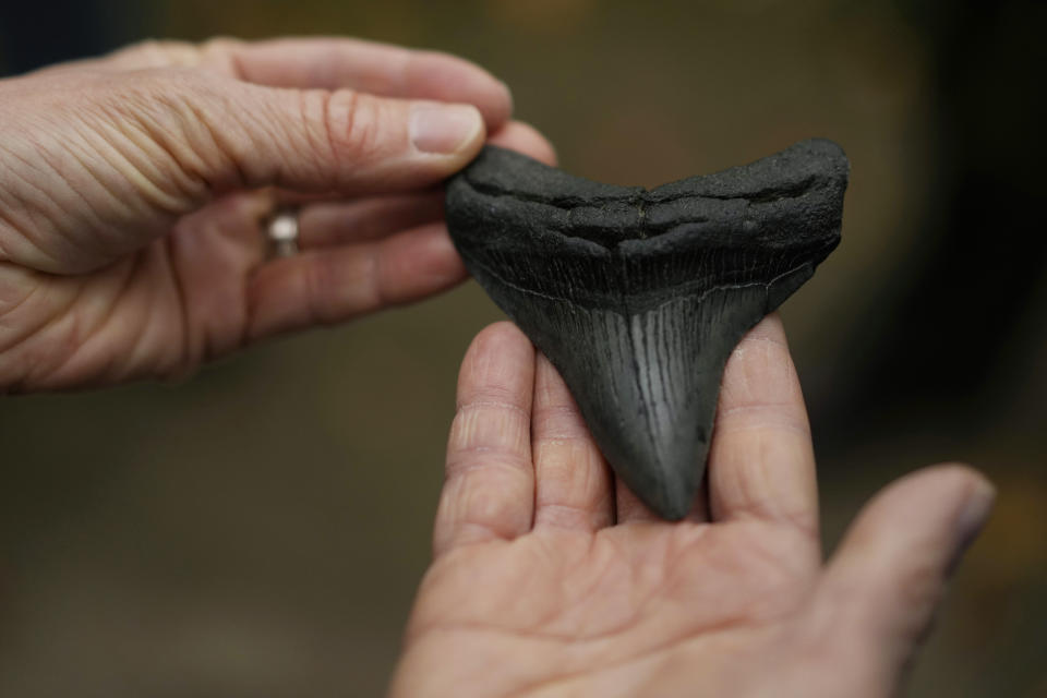 A megalodon shark's tooth, an example of what could be found at the Mound City Group, is passed around a tour group at the Mound City Group at Hopewell Culture National Historical Park in Chillicothe, Ohio, Saturday, Oct. 14, 2023. A network of ancient American Indian ceremonial and burial mounds in Ohio noted for their good condition, distinct style and cultural significance, including Hopewell, was added to the list of UNESCO World Heritage sites. (AP Photo/Carolyn Kaster)