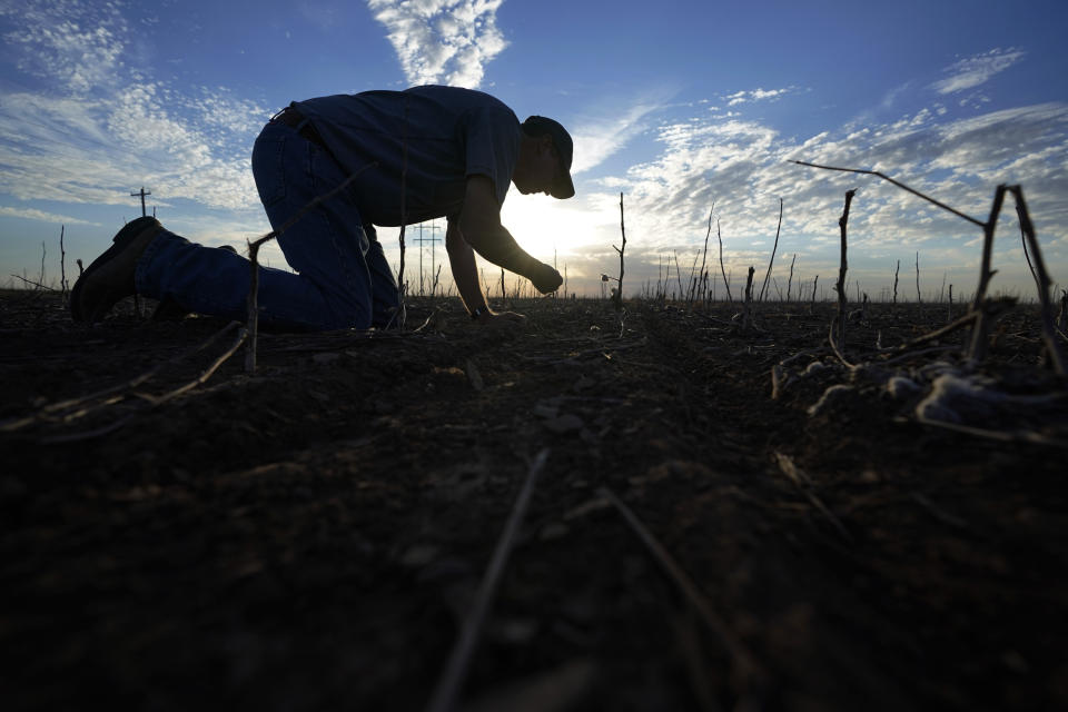 FILE - Farmer Barry Evans examines the soil at a cotton crop he shredded and planted over with wheat, Oct. 3, 2022, in Kress, Texas. (AP Photo/Eric Gay, file)