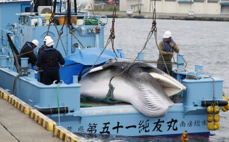Workers prepare to unload captured Minke whale after commercial whaling at a port in Kushiro, Hokkaido Prefecture, Japan