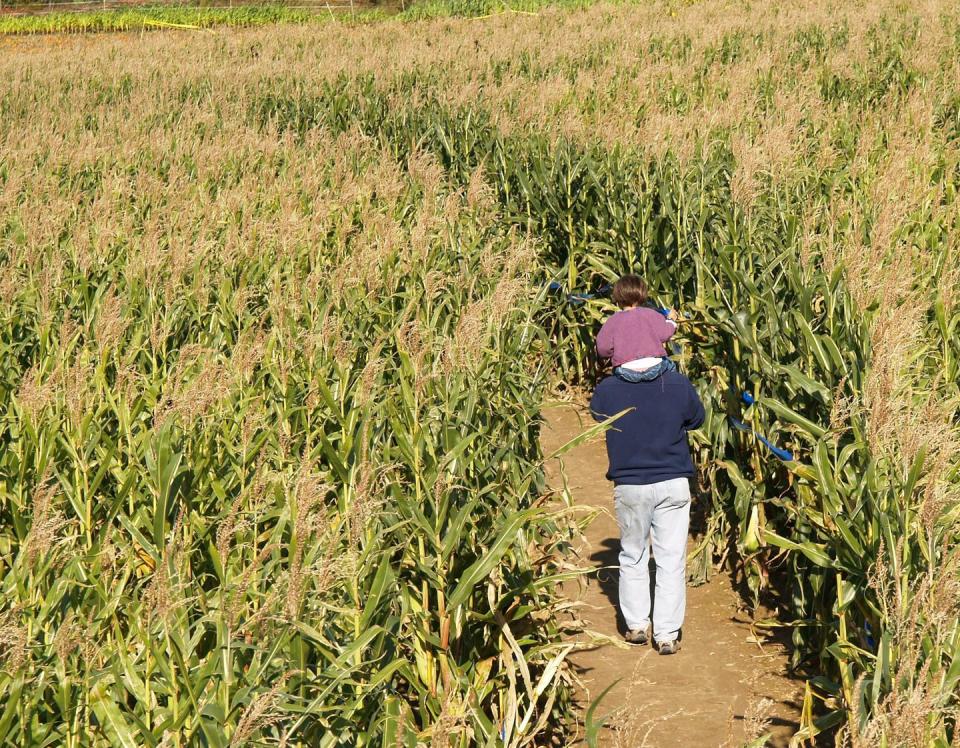 23) Konow’s Corn Maze in Homer Glen, Illinois