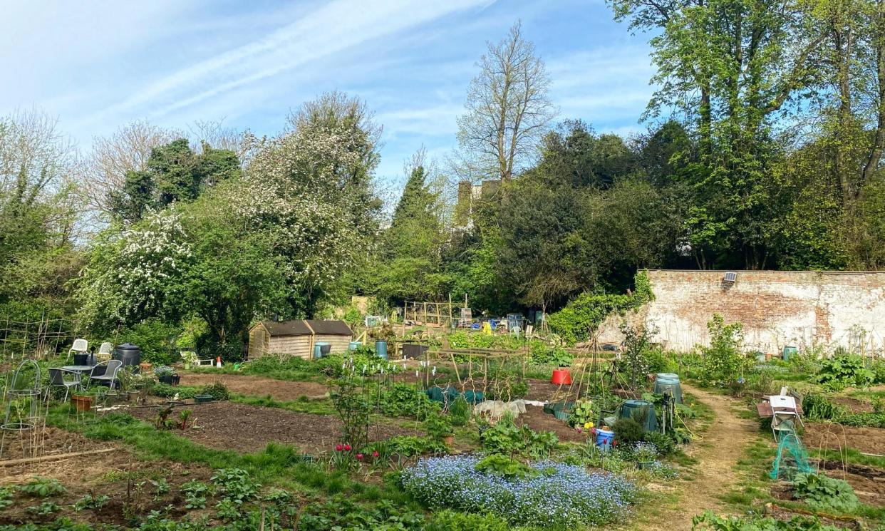 <span>Ode to spring: splashes of colour under April skies at the organic allotments, north London.</span><span>Photograph: Allan Jenkins</span>