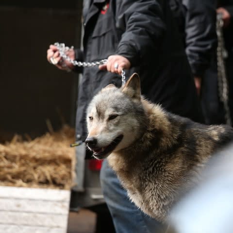 The wolf was put on a lead and walked home - Credit: Steve Parsons/PA Wire