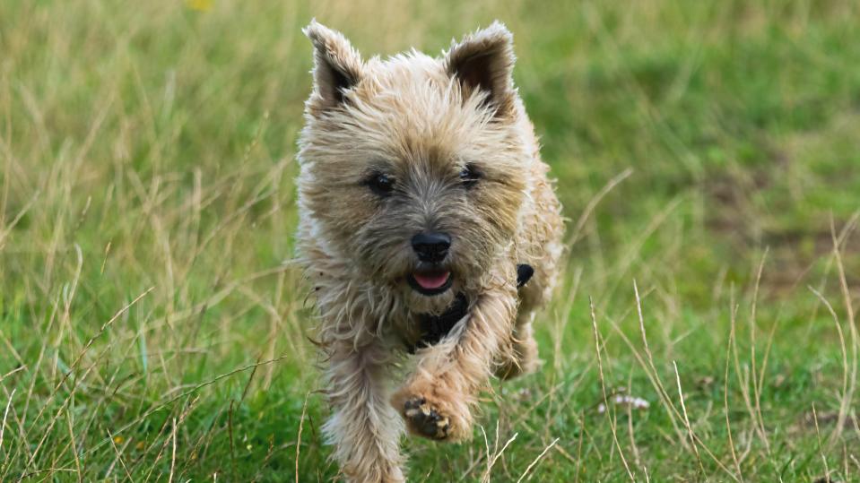 Cairn Terrier