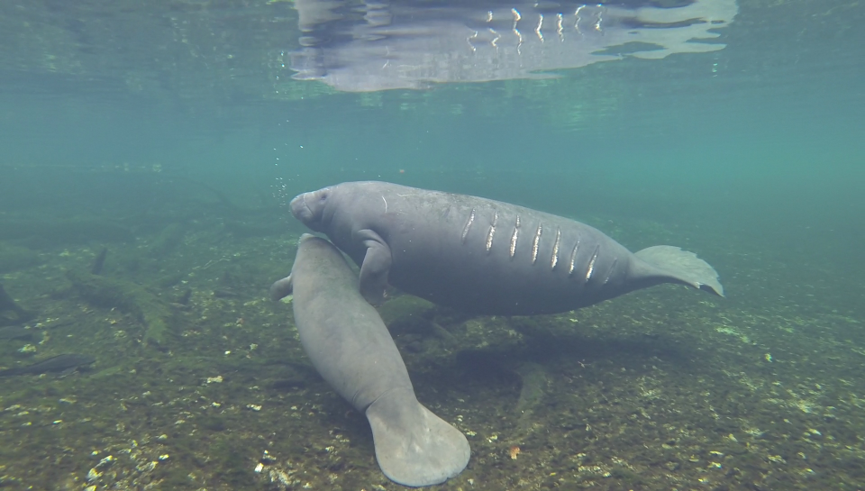 Two manatees. On has deep scars from a boat along its side.