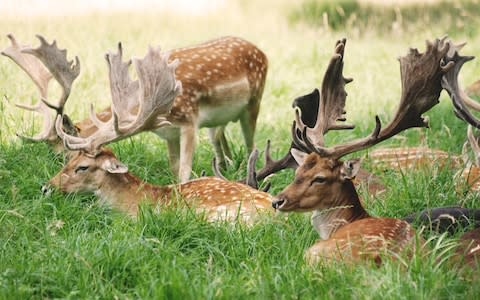 Phoenix Park, Dublin - Credit: © 2014 Cezary Zarebski/CEZARY ZAREBSKI PHOTOGRPAHY