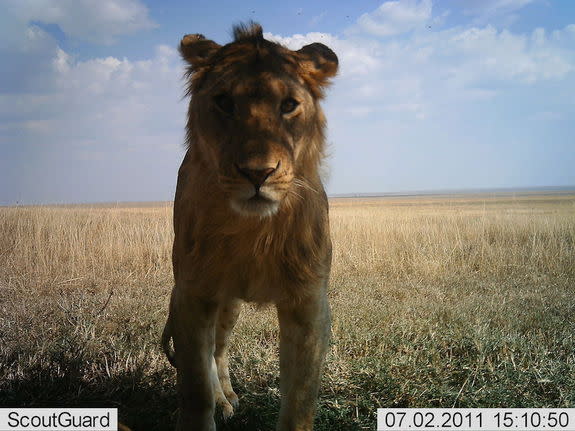 A young lion checks out the camera.