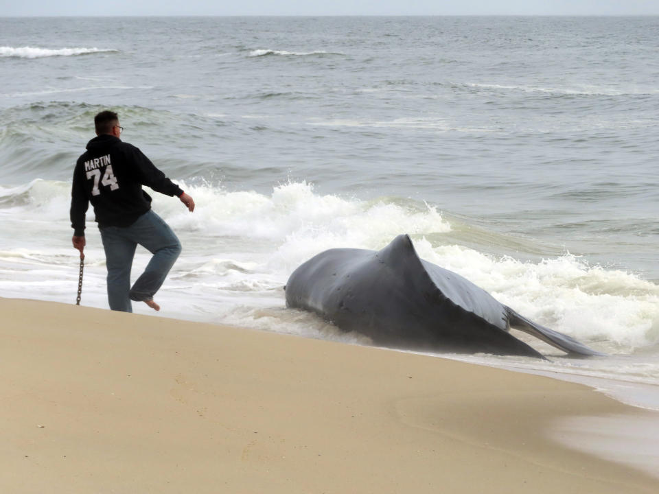 Workers consider how to remove a dead humpback whale that washed ashore on Long Beach Township in New Jersey's Long Beach Island on April 11, 2024. There was no immediate indication of what killed the whale. (AP Photo/Wayne Parry)