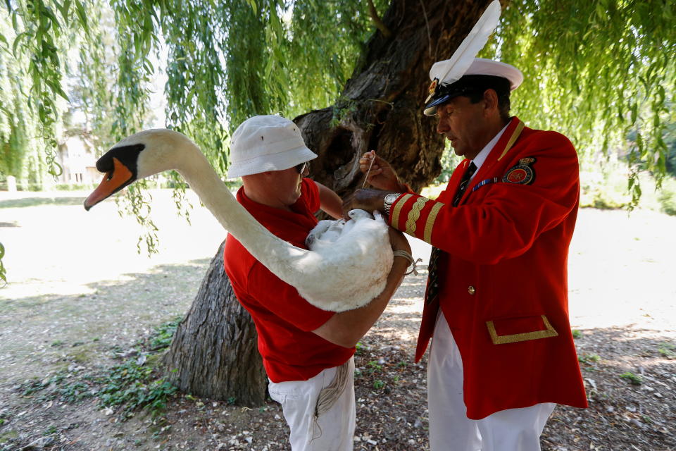 Queen's Swan Marker David Barber prepares a swan for its release back to the river during the annual census of the Queen's swans, known as 