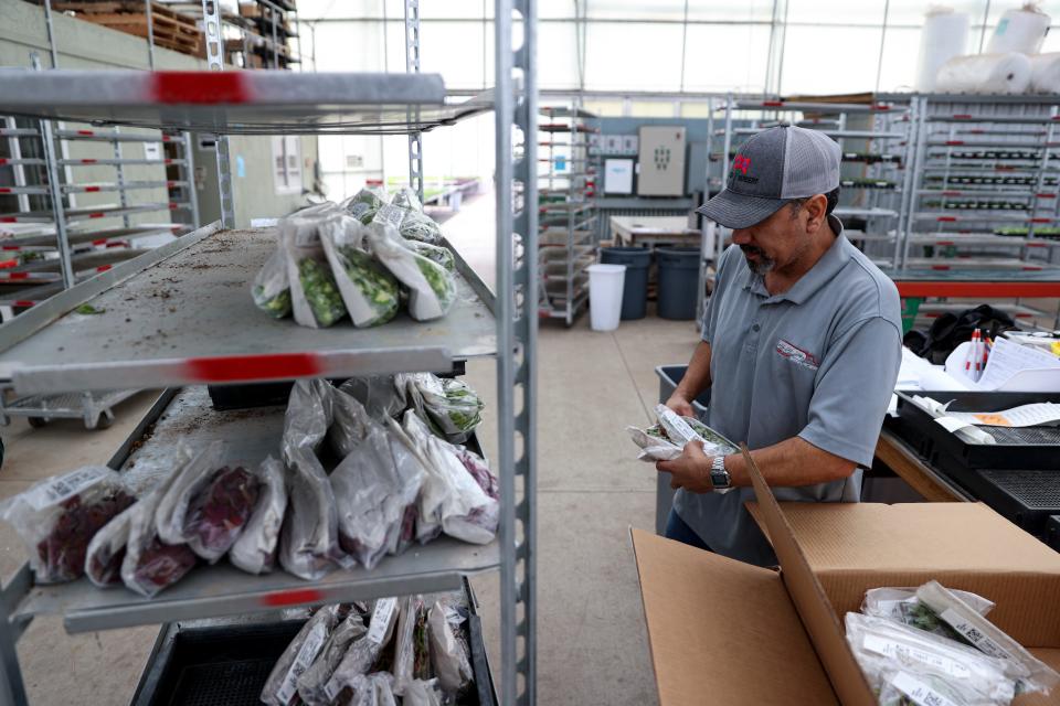 Leonardo Perez, a 25-year employee of Fessler Nursery, sorts plant clippings shipped from other countries.