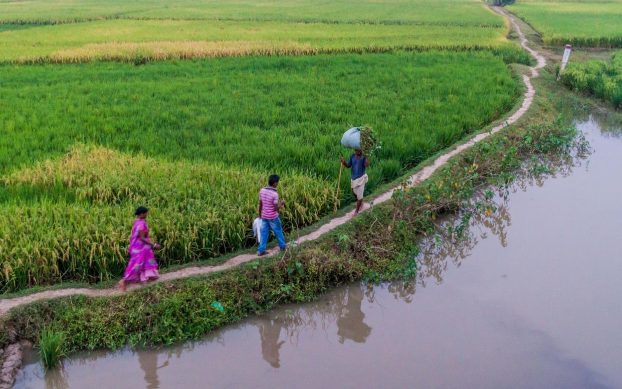 Locals crossing a paddy field area in Bihar, India