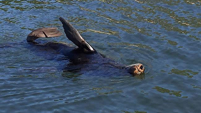 Sydney seal