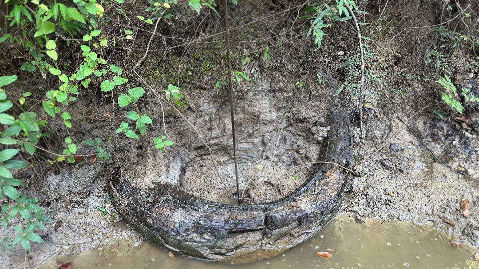 The ivory, which could be between 11,700 and 75,000 years old, was found partially exposed in a mudbank. - Courtesy of Eddie Templeton