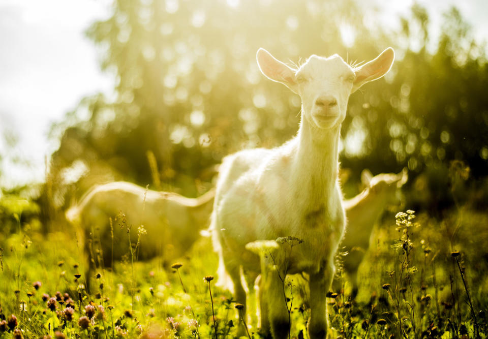 Goats grazing in rural field