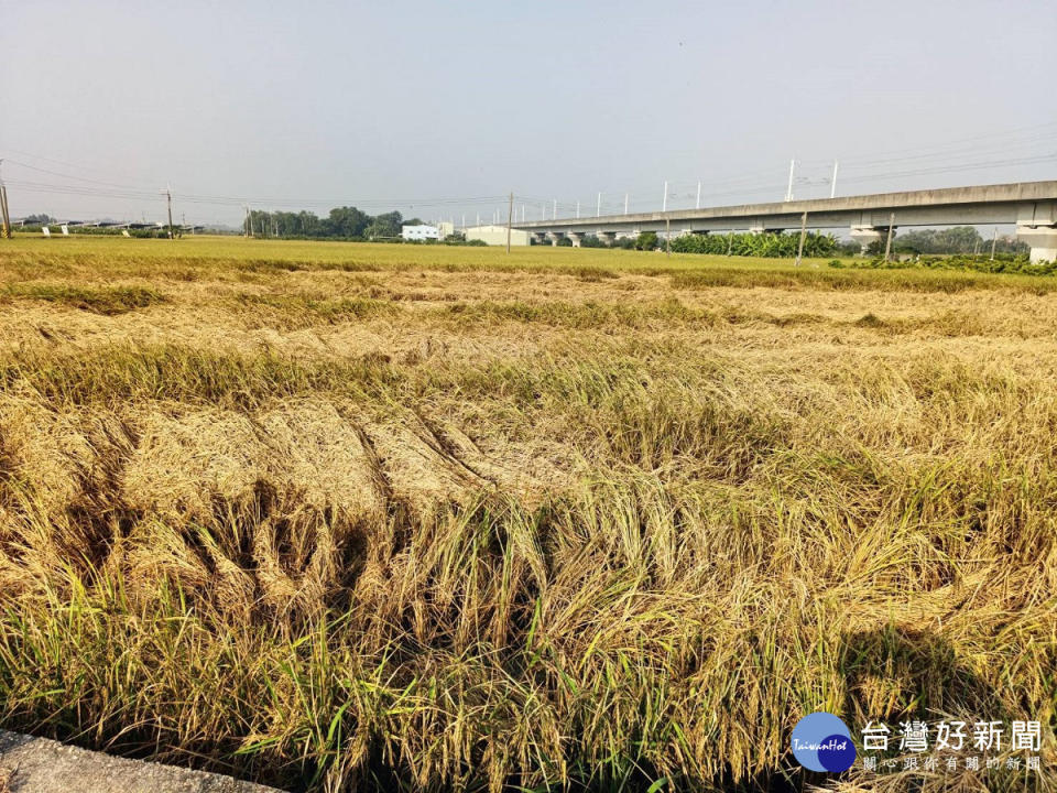 中部地區晚熟水稻飛蝨類發生警報　呼籲農民加強防治工作