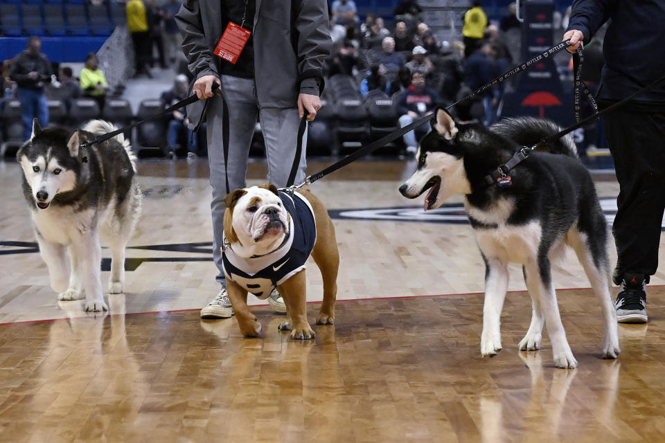 Blue IV, Butler's mascot walks between Jonathan XIV, left, and Jonathan XV, right, the Husky mascots of UConn before an NCAA college basketball game between the teams, Tuesday, Feb. 6, 2024, in Hartford, Conn. (AP Photo/Jessica Hill)